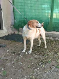 Cata, young Greyhound for adoption at Le Clan des Lévriers