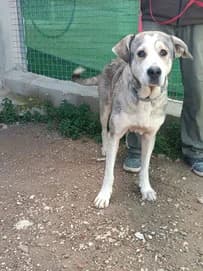 Dua, 7yo Greyhound for adoption at Le Clan des Lévriers