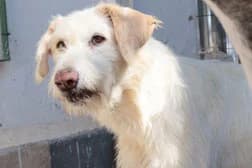 Guirnalda, 5yo Greyhound for adoption at Le Clan des Lévriers