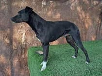 Helio, 5yo Greyhound for adoption at Le Clan des Lévriers