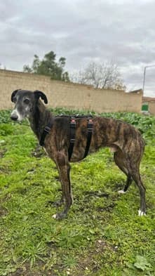 Koda, 7yo Greyhound for adoption at Le Clan des Lévriers