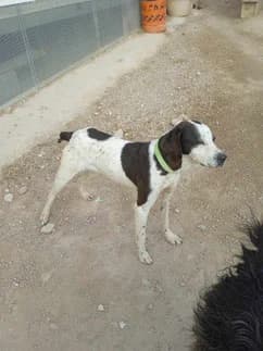 Lola, 6yo Greyhound for adoption at Le Clan des Lévriers