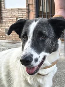 Luz, 4yo Greyhound for adoption at Le Clan des Lévriers