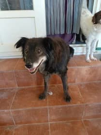 Manolo, 7yo Greyhound for adoption at Le Clan des Lévriers