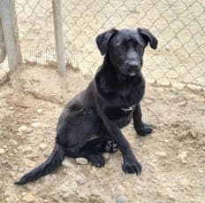 Nala, 5yo Greyhound for adoption at Le Clan des Lévriers