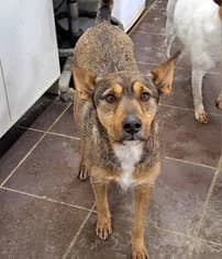 Raton, 4yo Greyhound for adoption at Le Clan des Lévriers