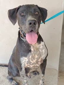 Salsa, 6yo Greyhound for adoption at Le Clan des Lévriers