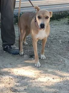 Sandra, 6yo Greyhound for adoption at Le Clan des Lévriers