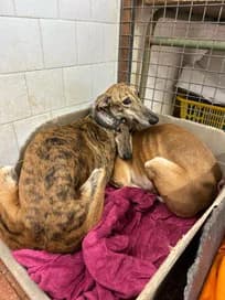 Vera, young Greyhound for adoption at Le Clan des Lévriers