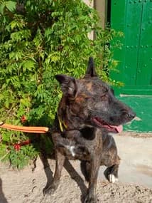 Xena, young Greyhound for adoption at Le Clan des Lévriers