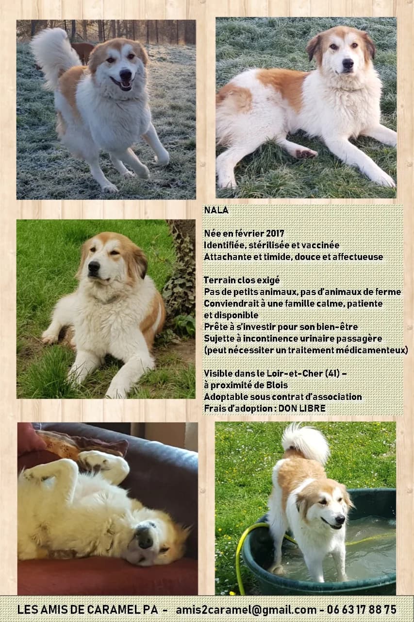 Nala, Mixed Breed for adoption at Les Amis de Caramel PA, les amis de caramel pa