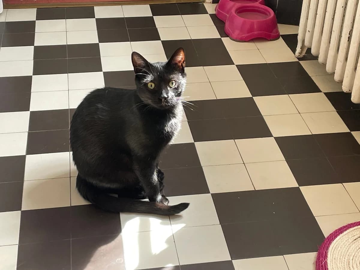 Bitsy, Mixed Breed for adoption at Les Amis de Mademoiselle (LADM)