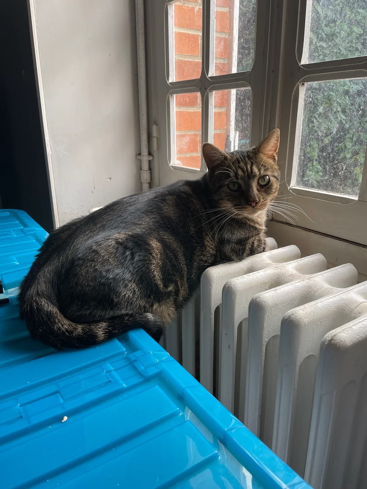 Puffy, Mixed Breed for adoption at Les Amis de Mademoiselle (LADM)