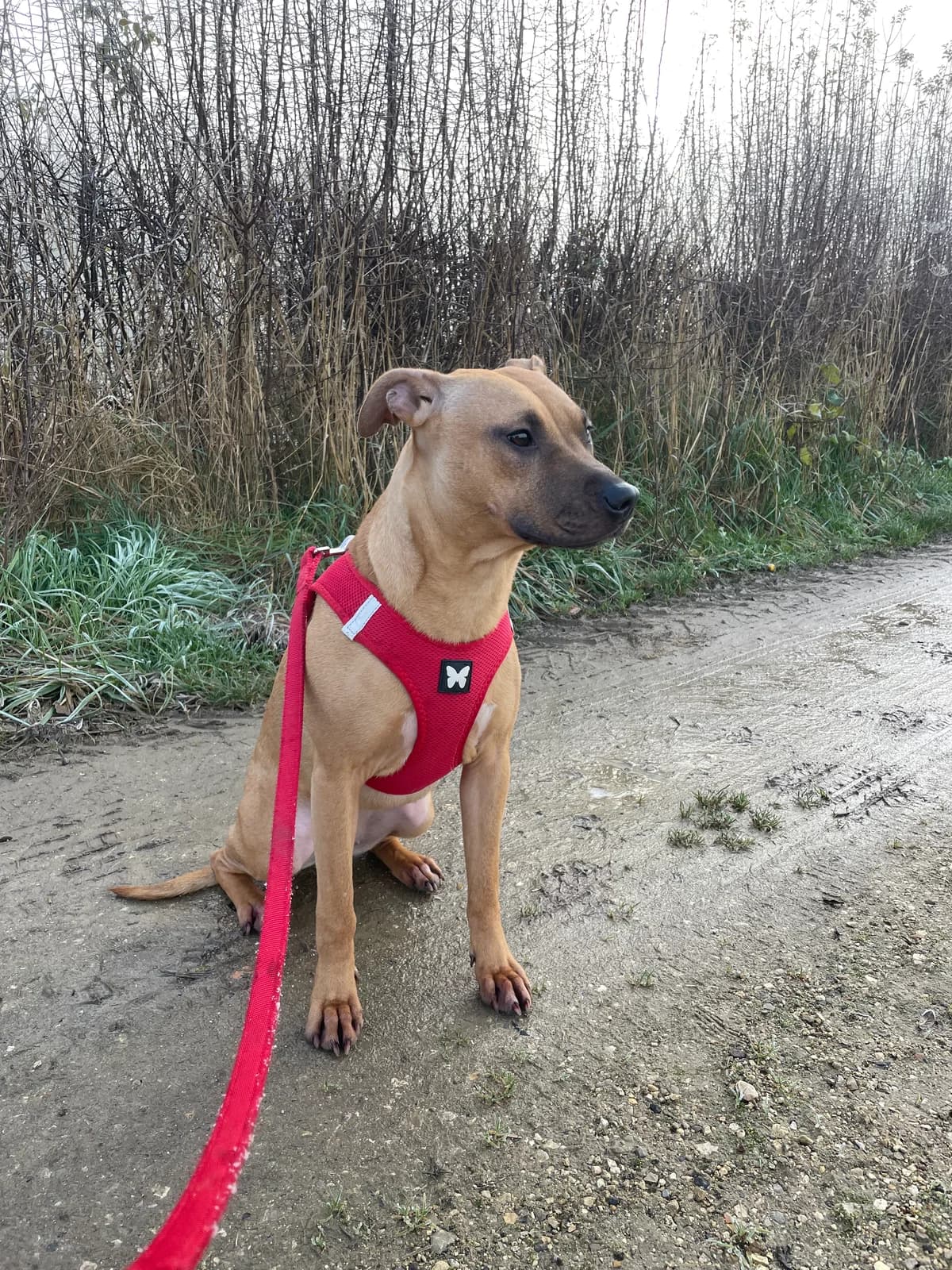Addy, Mixed Breed for adoption at Les Amis de Mademoiselle (LADM)