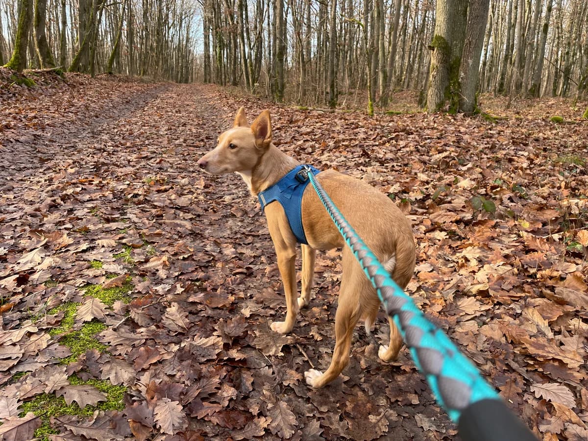 Kiko, Mixed Breed for adoption at Les Amis de Mademoiselle (LADM)