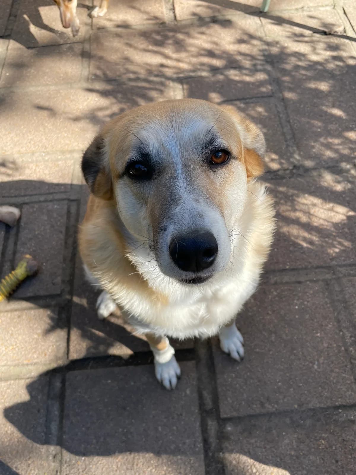 Love, Mixed Breed for adoption at Les Amis de Mademoiselle (LADM)