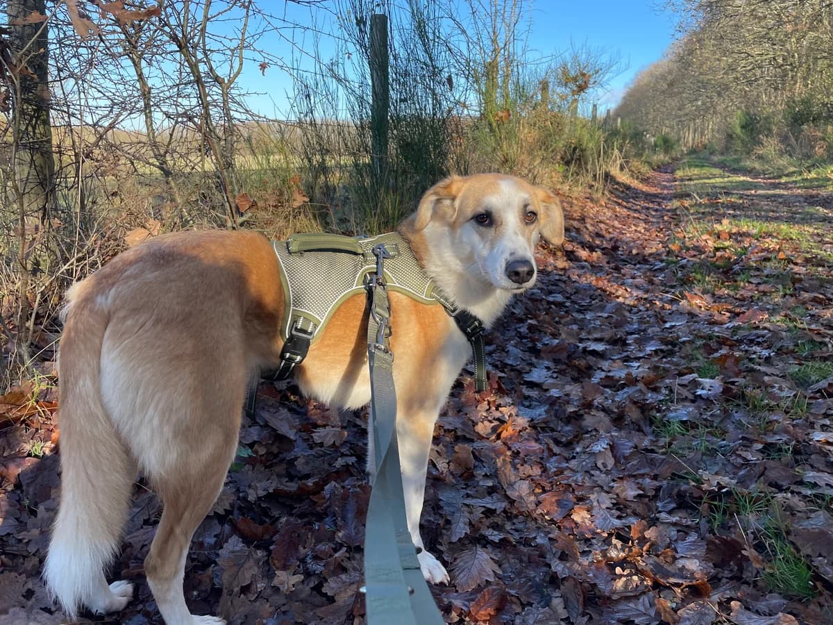 Minnie, Mixed Breed for adoption at Les Amis de Mademoiselle (LADM)