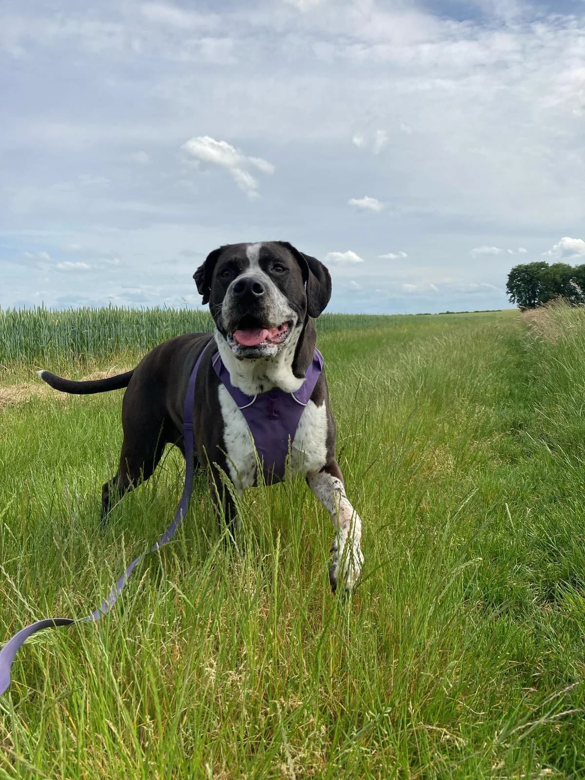 Nox, Mixed Breed for adoption at Les Amis de Mademoiselle (LADM)