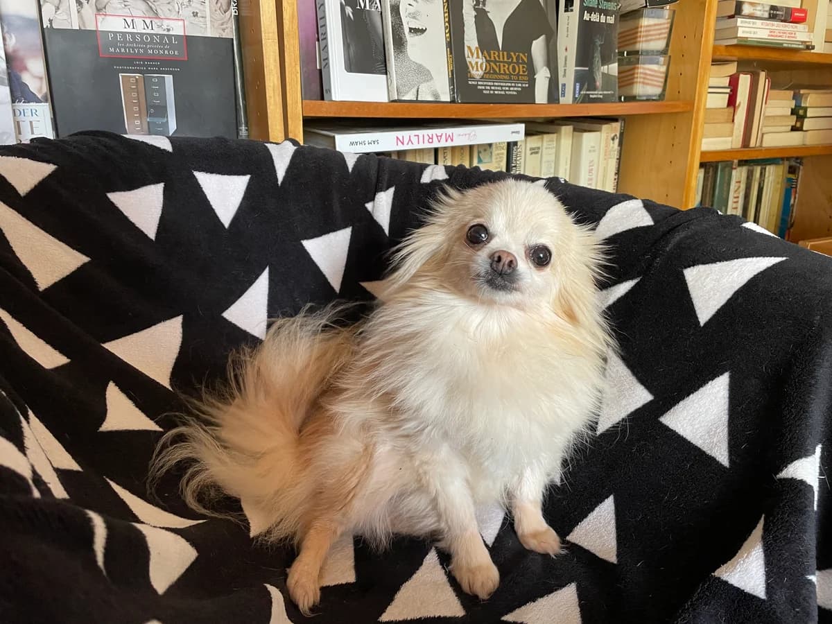 Pattie, Mixed Breed for adoption at Les Amis de Mademoiselle (LADM)