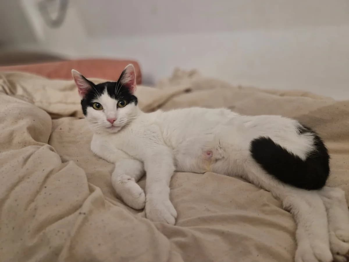 Felicette, Mixed Breed for adoption at Les Amis de Néo, les amis de neo