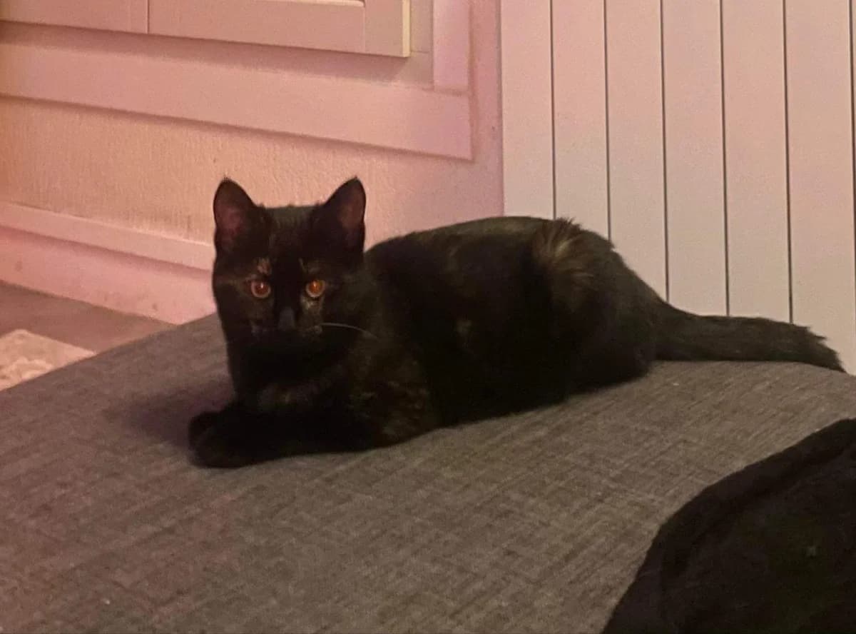 Uriane, Mixed Breed for adoption at Les Amis de Néo, les amis de neo