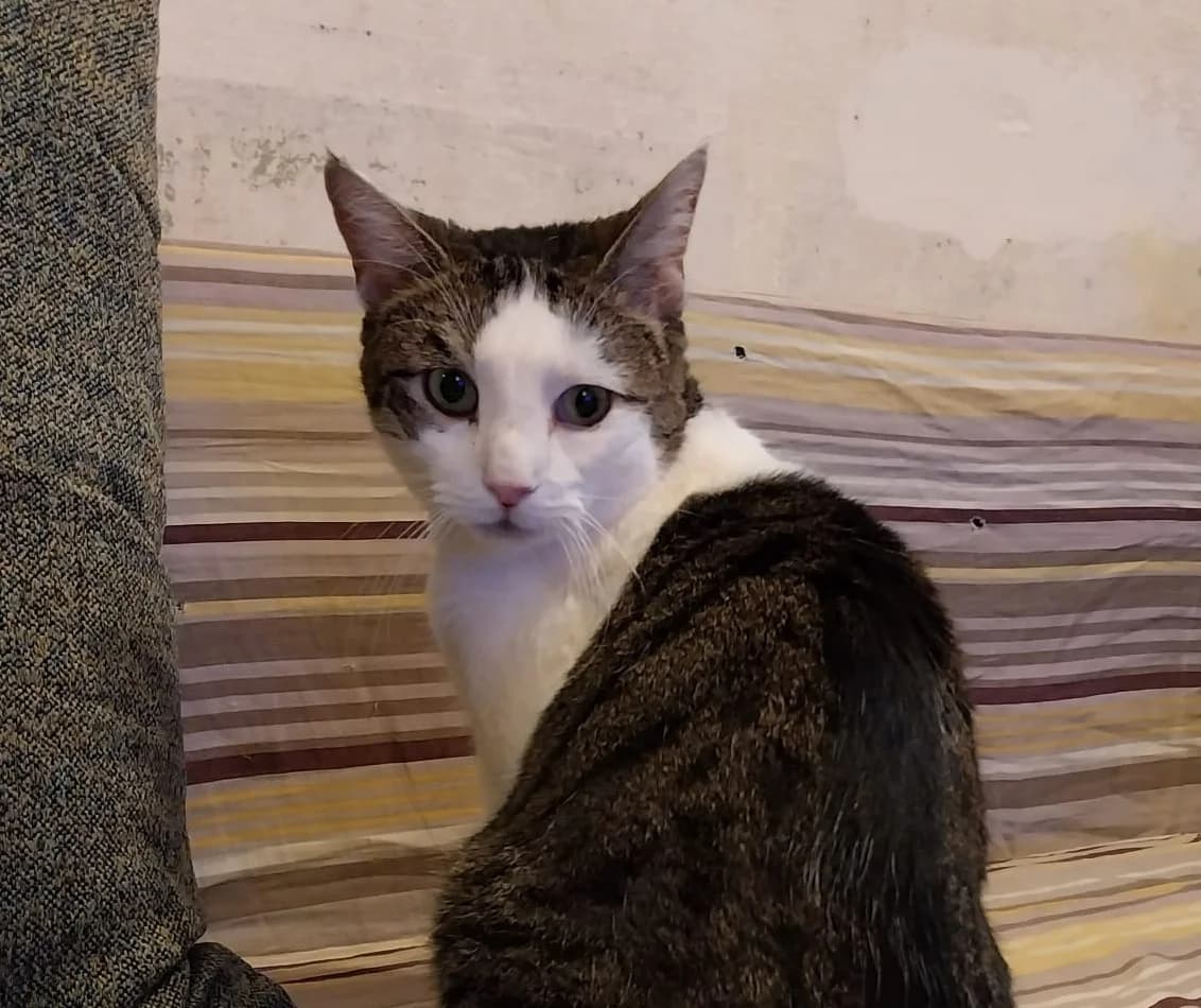 Tracy, Mixed Breed for adoption at Les Amis de Néo, les amis de neo