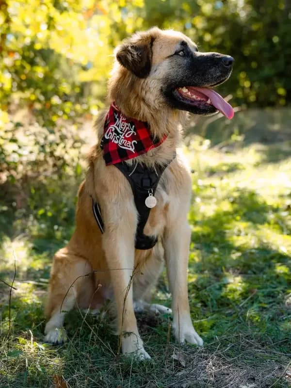 Rocky, male 3yo Mixed Breed for adoption at Les Amis de Sam, les amis de sam