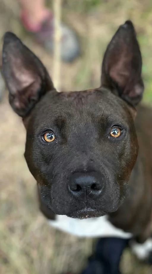 Uly, male young Mixed Breed for adoption at Les Amis de Sam, les amis de sam