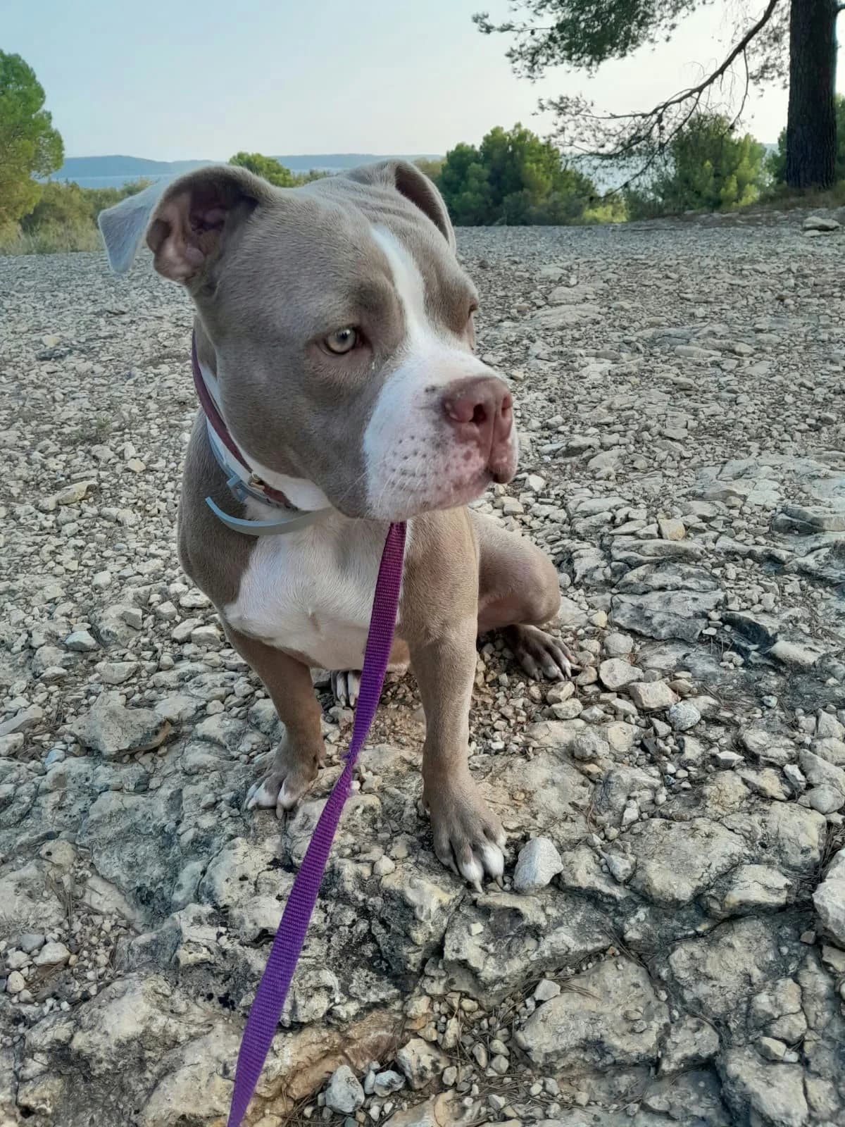 Vickie, female puppy Mixed Breed for adoption at Les Amis de Sam, les amis de sam