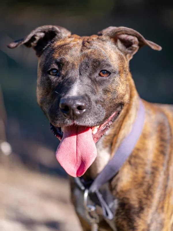 Naïcka, female 3yo Mixed Breed for adoption at Les Amis de Sam, les amis de sam
