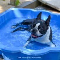 Socrate, male 5yo Boston Terrier for adoption at Refuge Les Amis des BΓͺtes