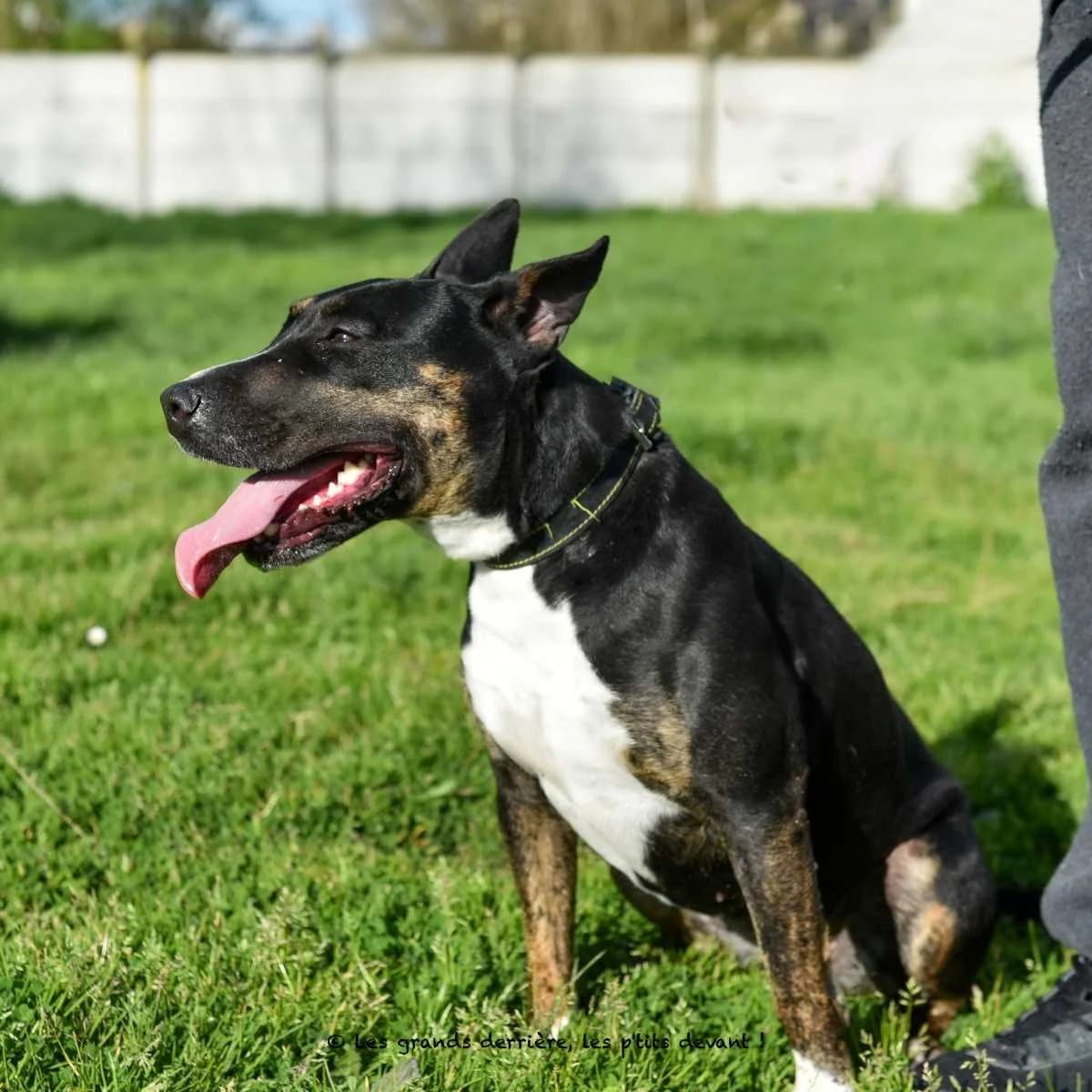 Lulu, female 4yo Bull Terrier for adoption at Refuge Les Amis des Bêtes