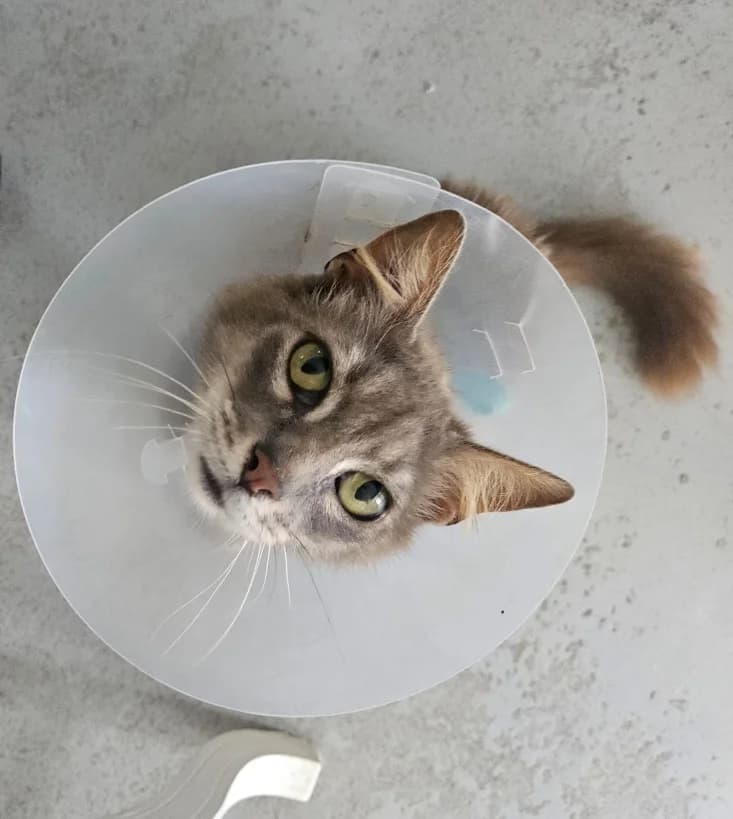 Min, 6yo European Shorthair for adoption at Refuge Les Amis des Bêtes