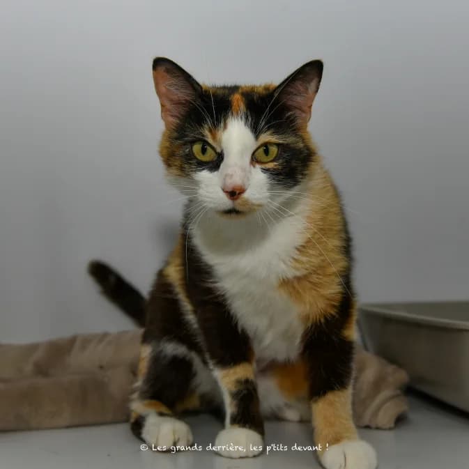 Inaya, female young European Shorthair for adoption at Refuge Les Amis des Bêtes