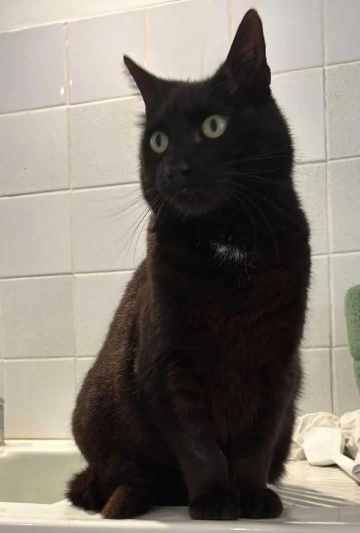 Bonnie, baby, becky, barry, female puppy European Shorthair for adoption at Refuge Les Amis des Bêtes