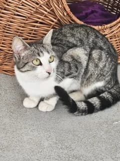 Pupuce, female young European Shorthair for adoption at Refuge Les Amis des Bêtes