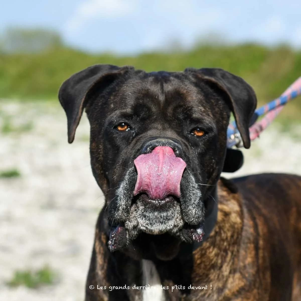 Parker, male 7yo Cane Corso for adoption at Refuge Les Amis des Bêtes