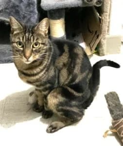 Wallas, senior Mixed Breed for adoption at Les Amis des Chats du Loiret, les amis des chats du loiret