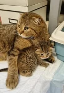KITTY, female 3yo Mixed Breed for adoption at Les Amis des Chats du Loiret, les amis des chats du loiret