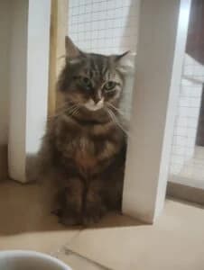 Liloute, young Mixed Breed for adoption at Les Amis des Chats du Loiret, les amis des chats du loiret