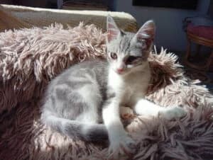 Willow, puppy Mixed Breed for adoption at Les Amis des Chats du Loiret, les amis des chats du loiret