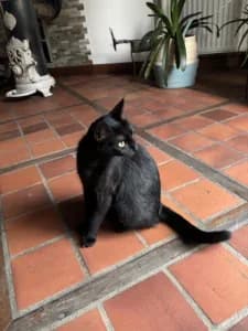 Zelda, young Mixed Breed for adoption at Les Amis des Chats du Loiret, les amis des chats du loiret