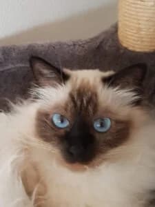Masha, senior Mixed Breed for adoption at Les Amis des Chats du Loiret, les amis des chats du loiret