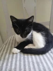 Fratrie de chatons, puppy Mixed Breed for adoption at Les Amis des Chats du Loiret, les amis des chats du loiret
