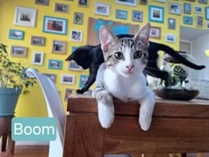 Boom et Bagherra, female puppy Mixed Breed for adoption at Les Amis des Chats du Loiret, les amis des chats du loiret