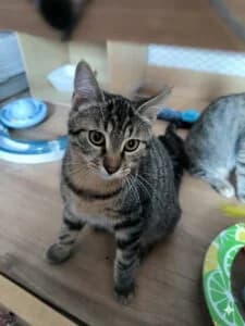 Boby, male puppy Mixed Breed for adoption at Les Amis des Chats du Loiret, les amis des chats du loiret