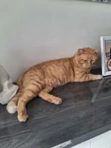 Rox, male young Mixed Breed for adoption at Les Amis des Chats du Loiret, les amis des chats du loiret