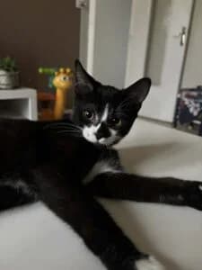 Prince, Ziggy, et Lio, female puppy Mixed Breed for adoption at Les Amis des Chats du Loiret, les amis des chats du loiret