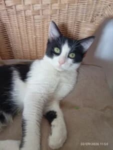 Moka, Ziggy, et Neem, puppy Mixed Breed for adoption at Les Amis des Chats du Loiret, les amis des chats du loiret