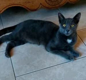Grisou et Fripouille, puppy Mixed Breed for adoption at Les Amis des Chats du Loiret, les amis des chats du loiret